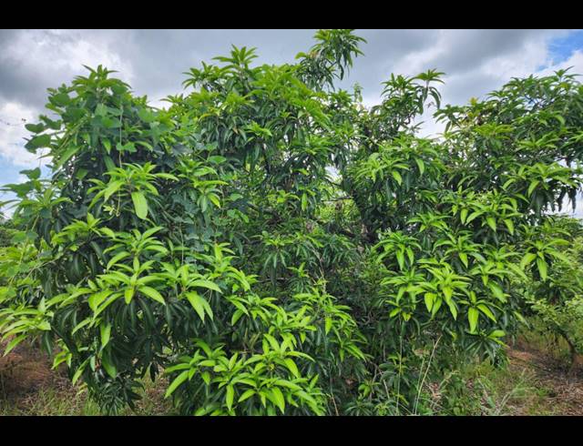 742,854M² FARM FOR SALE IN LEVUBU